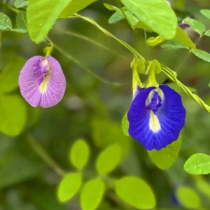 Butterfly Pea Flower Seeds - Vibrant Blue Vine, Climber, Nitrogen Fixer - Image 5