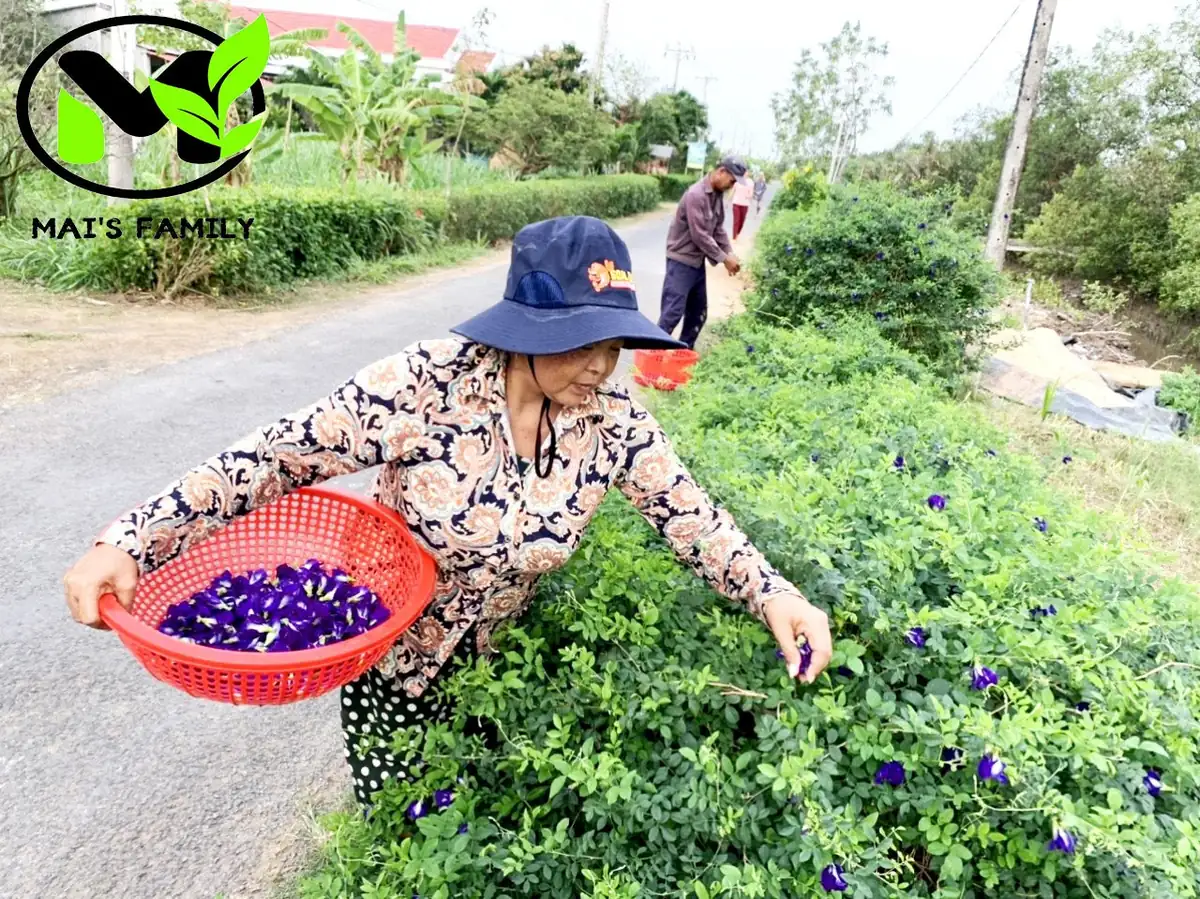 Butterfly Pea Seeds - Organic Clitoria Ternatea Blue Flower Seeds - Image 4