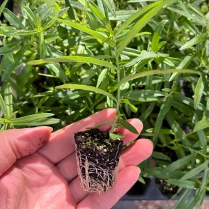 Butterflyweed Live Plant (Asclepias tuberosa) Orange Starter for Pollinator Gardens, 1.15-inch Pot - Image 2