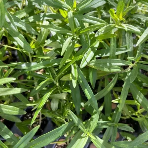 Butterflyweed Live Plant (Asclepias tuberosa) Orange Starter for Pollinator Gardens, 1.15-inch Pot - Image 3