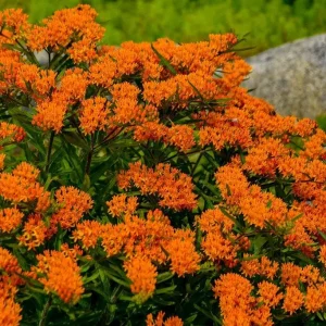Butterflyweed Live Plant (Asclepias tuberosa) Orange Starter for Pollinator Gardens, 1.15-inch Pot - Image 4