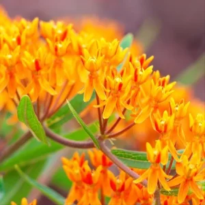 Butterflyweed Live Plant (Asclepias tuberosa) Orange Starter for Pollinator Gardens, 1.15-inch Pot - Image 5