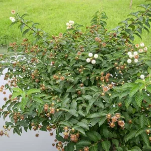 Button Bush Live Plant – 6-12