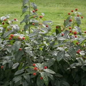 Button Bush Live Plant – 6-12