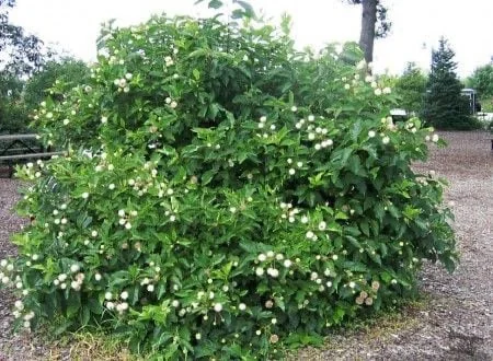Button Bush Live Plant – Cephalanthus occidentalis – 1 Gallon Pot – Outdoor Shrub - Image 1