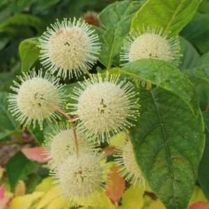 Button Bush Live Plant – Quart Pot – Native Flowering Shrub – Cephalanthus occidentalis – Outdoor - Image 2