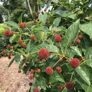 Button Bush Live Plant – Quart Pot – Native Flowering Shrub – Cephalanthus occidentalis – Outdoor - Image 6