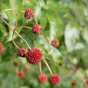 Button Bush Live Plant – Quart Pot – Native Flowering Shrub – Cephalanthus occidentalis – Outdoor - Image 7