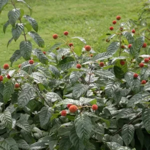 Button Bush Live Plant – Quart Pot – Native Flowering Shrub – Cephalanthus occidentalis – Outdoor - Image 8
