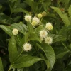 Button Bush Live Plant – Quart Pot – Native Flowering Shrub – Cephalanthus occidentalis – Outdoor - Image 1