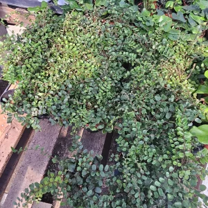 Button Fern Live Plant - Pellaea rotundifolia - 2in or 4in Pot - Indoor - Image 2