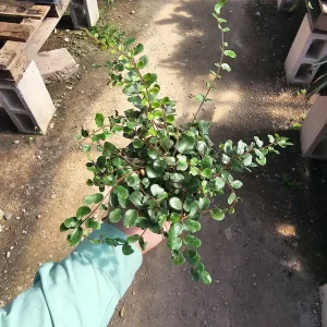 Button Fern Live Plant - Pellaea rotundifolia - 2in or 4in Pot - Indoor - Image 3