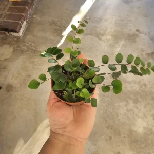 Button Fern Live Plant - Pellaea rotundifolia - 2in or 4in Pot - Indoor - Image 4