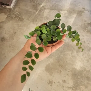 Button Fern Live Plant - Pellaea rotundifolia - 2in or 4in Pot - Indoor - Image 5