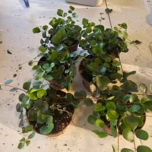 Button Fern Live Plant - Pellaea rotundifolia - 2in or 4in Pot - Indoor - Image 6