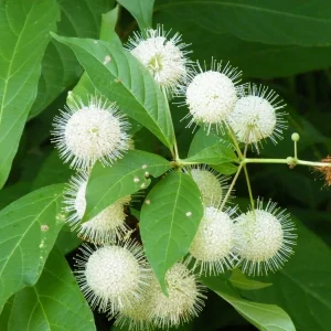 Buttonbush Live Plant Cephalanthus occidentalis 16+ Inches Tall - Set of 2 Outdoor Shrub - Image 2