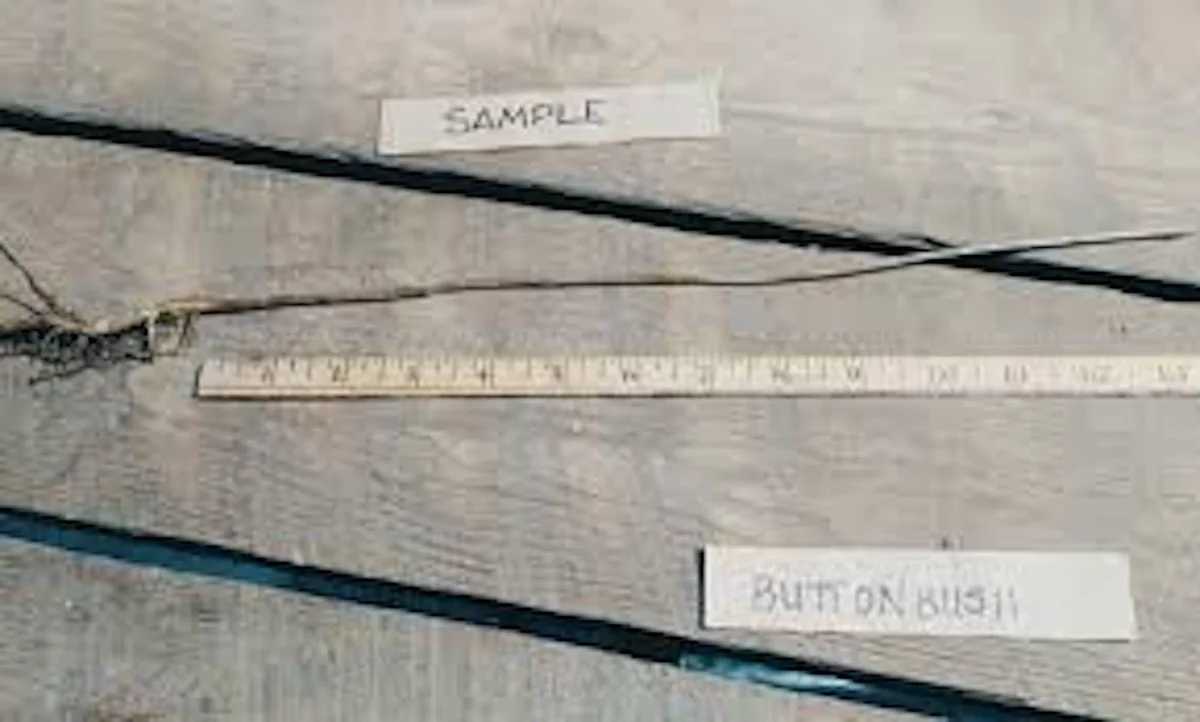 Buttonbush Plant 12-24in Tall Bare Root Shrub - Cephalanthus occidentalis - Image 2