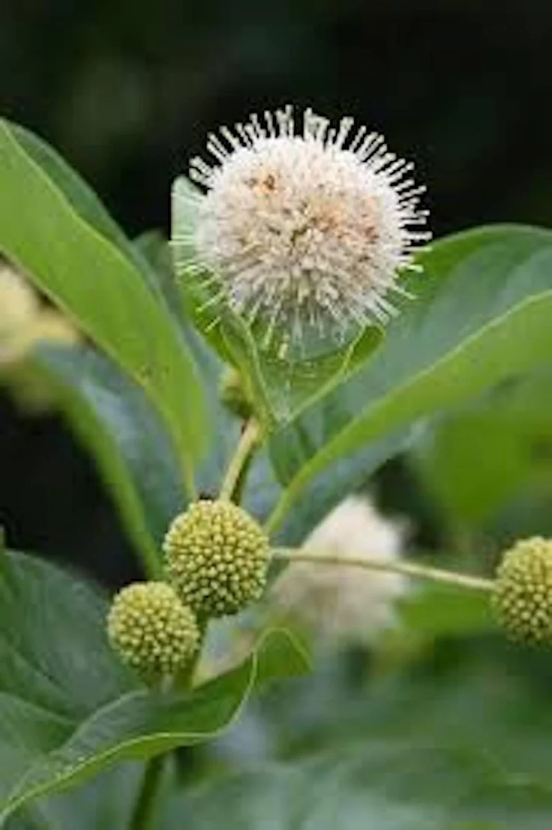 Buttonbush Plant 12-24in Tall Bare Root Shrub - Cephalanthus occidentalis - Image 3