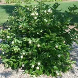 Buttonbush Shrub (Cephalanthus occidentalis) – 3 Bare-root Live Plants – Attracts Pollinators - Image 3