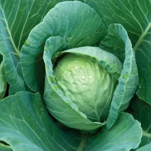 Cabbage Seeds - 300+ All Seasons Vegetable Seeds for Culinary Use - Image 2