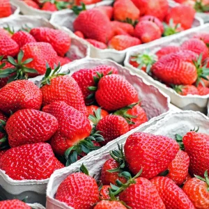 Cabot Strawberry Plants – Bare Root June-Bearing Variety – Extra Large Sweet Berries, Cold Hardy - Image 1