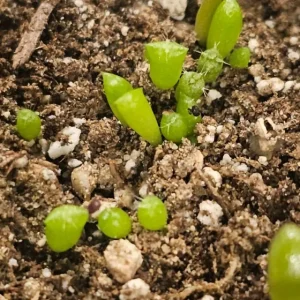 Cactus Seed Mix - DIY Cacti Garden Kit - Min. 25 Seeds - Image 2