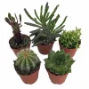 Cactus & Succulent Assortment - 5 Live Plants - 2 inch Pots - Easy Care Indoor/Outdoor - Image 1