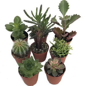 Cactus & Succulent Live Plant Collection - 8 Species, 2-inch Pots, Assorted - Image 1