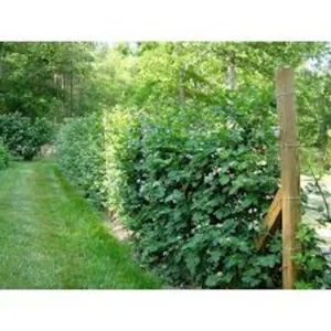 Caddo Blackberry Live Plant - Thornless Fruit Starter Plug - USDA Zones 5-9 - Image 3