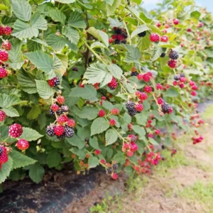 Caddo Blackberry Live Plant - Thornless Fruit Starter Plug - USDA Zones 5-9 - Image 1