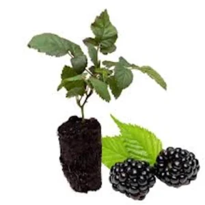 Caddo Blackberry Live Plant - Thornless Fruit Starter Plug - USDA Zones 5-9 - Image 6
