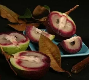 Caimito Live Plant - 2 Feet Tall Star Apple Tree - Ship in 6 inch Pot - Image 1