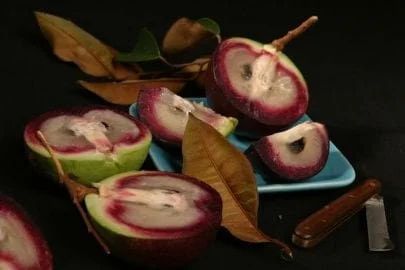 Caimito Live Plant - 2 Feet Tall Star Apple Tree - Ship in 6 inch Pot - Image 1