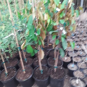 Caimito Live Plant - Star Apple Tree - 2 to 3 Feet Tall - Ships in 3 Gallon Pot - Image 2