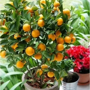Calamansi Live Plant - Dwarf Calamondin Tree - Already Bearing Fruit - 1-2 Feet Tall in Gallon Pot - Indoor/Outdoor - Image 3