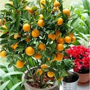 Calamansi Live Plant - Dwarf Calamondin Tree - Already Bearing Fruit - 1-2 Feet Tall in Gallon Pot - Indoor/Outdoor - Image 7