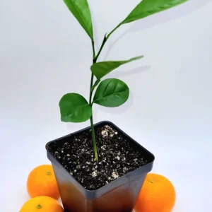 Calamondin Calamansi Live Plant Seedling, 3-5 Inches Tall - Indoor/Outdoor Citrus Tree - Image 2