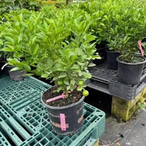 Calamondin Citrus Tree Live Plant - 3 Gallon, 2-3 ft Tall - Dwarf Fruit Tree - Image 2