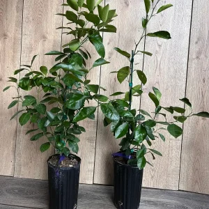 Calamondin Live Plant - Calamansi Citrus Tree in Half Gallon Pot - Image 7