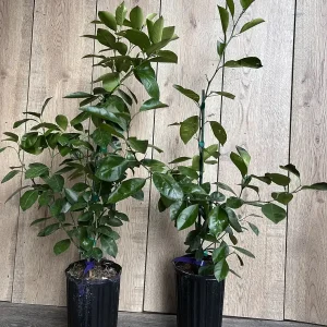 Calamondin Live Plant - Calamansi Citrus Tree in Half Gallon Pot - Image 8