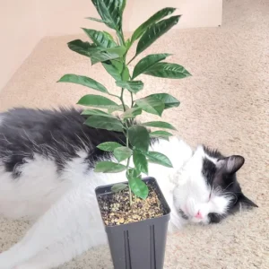 Calamondin Tree Live Plant - 6-12 Inches Tall - Indoor/Outdoor Citrus Fruit - Image 2