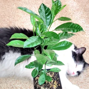 Calamondin Tree Live Plant - 6-12 Inches Tall - Indoor/Outdoor Citrus Fruit - Image 1