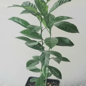Calamondin Tree Live Plant - 6-12 Inches Tall - Indoor/Outdoor Citrus Fruit - Image 4