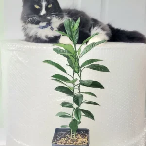 Calamondin Tree Live Plant - 6-12 Inches Tall - Indoor/Outdoor Citrus Fruit - Image 7