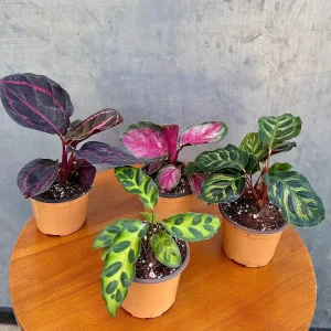 Calathea Assorted 4 Live Plants Set - 2 inch Pot Rooted Prayer Plants Indoor - Image 2