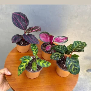 Calathea Assorted 4 Live Plants Set - 2 inch Pot Rooted Prayer Plants Indoor - Image 1