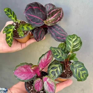 Calathea Assorted 4 Live Plants Set - 2 inch Pot Rooted Prayer Plants Indoor - Image 5