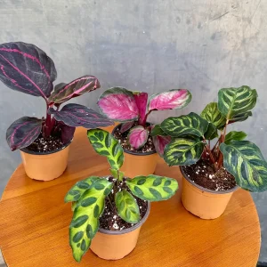 Calathea Assorted 4 Live Plants Set - 2 inch Pot Rooted Prayer Plants Indoor - Image 7