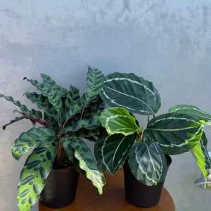 Calathea Assorted Live Plant Set - 2 Prayer Plants - 4 inch Pots - Indoor - Image 3