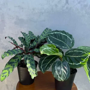 Calathea Assorted Live Plant Set - 2 Prayer Plants - 4 inch Pots - Indoor - Image 1